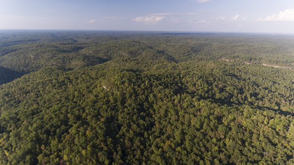 Forestry evaluation